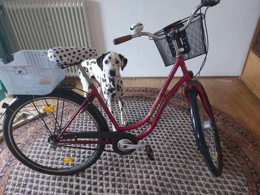 33. Collagen Challenge - Dein Hund und ein Fahrrad-Beitrag-Bild