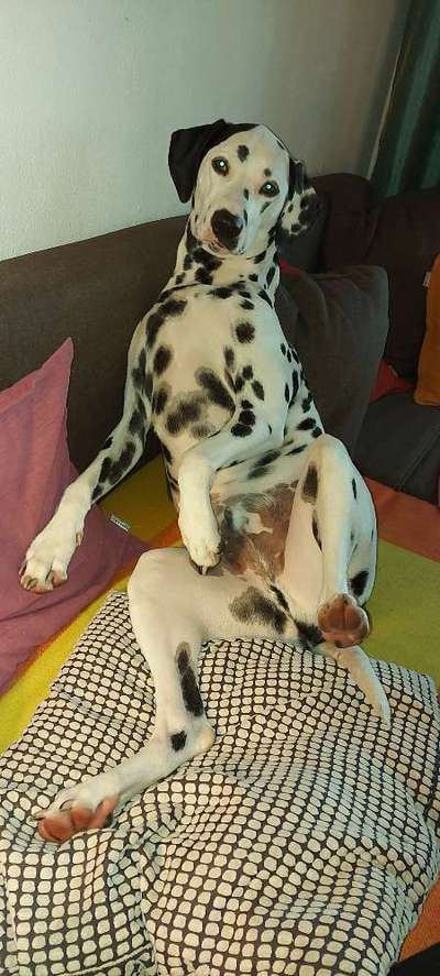 Lustigsten Bilder-Beitrag-Bild