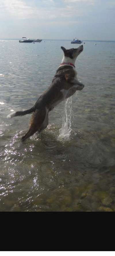 Unsere Fellnasen im Regenbogenland-Beitrag-Bild