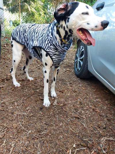 Temperaturprobleme bei großen schwarzen Hunden-Beitrag-Bild