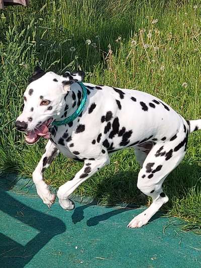 Lustigsten Bilder-Beitrag-Bild