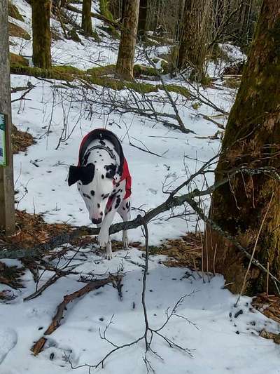 24. Collage-Challenge  *Hund im Schnee*-Beitrag-Bild