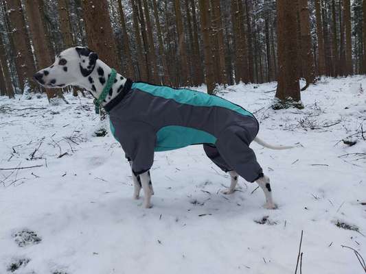 24. Collage-Challenge  *Hund im Schnee*-Beitrag-Bild