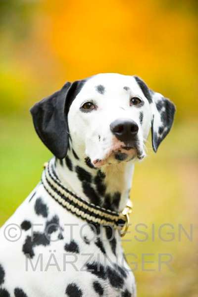 Lieblingsbild :D-Beitrag-Bild