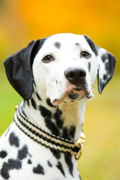 23. Collagen-Challenge: Portraits-Beitrag-Bild