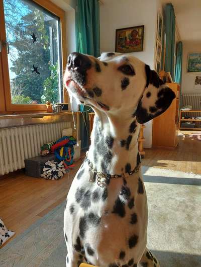 35.Collagen Challenge:„Bettelblick"-Beitrag-Bild