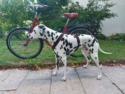 33. Collagen Challenge - Dein Hund und ein Fahrrad-Beitrag-Bild