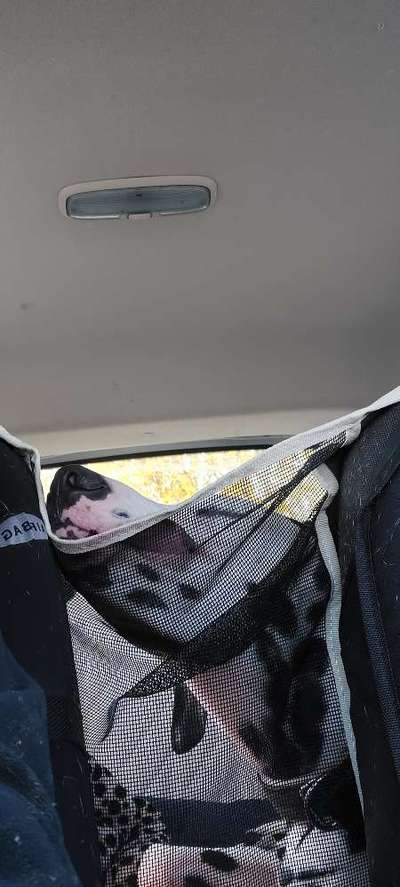 lustige Hunde Fotos-Beitrag-Bild