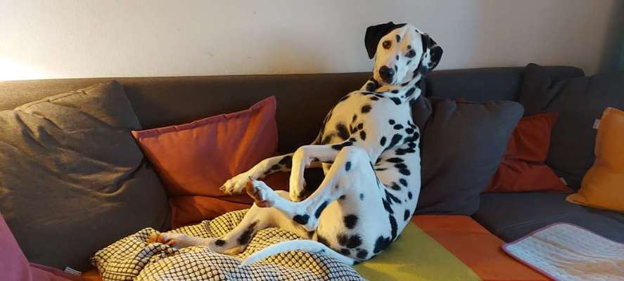 20. Collagen Challenge - "Lustige Schnappschüsse"-Beitrag-Bild