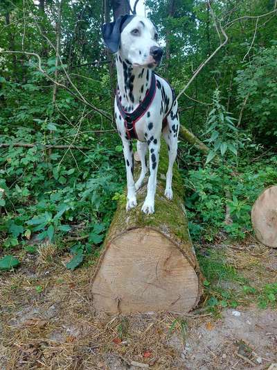 31. Collagen Challenge - Bänke/ Steine /Baumstümpfe-Beitrag-Bild