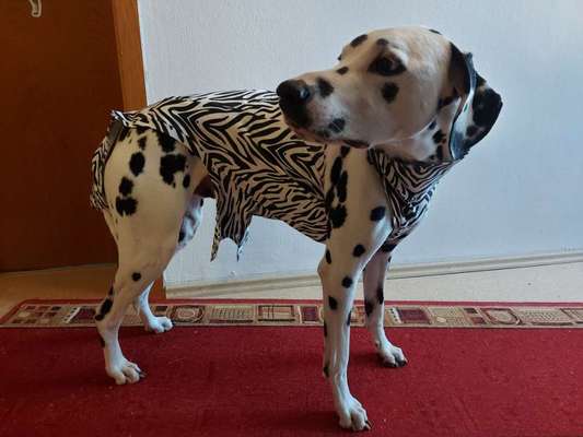 Body nach Kastration-Beitrag-Bild