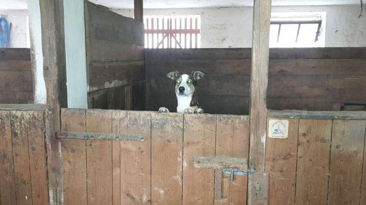 Fotos &Collagen: Beobachtungsposten-Beitrag-Bild