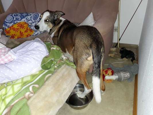 35.Collagen Challenge:„Bettelblick"-Beitrag-Bild