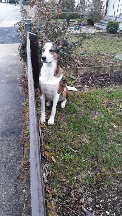 Mischlinge raten - Rätselspaß-Beitrag-Bild