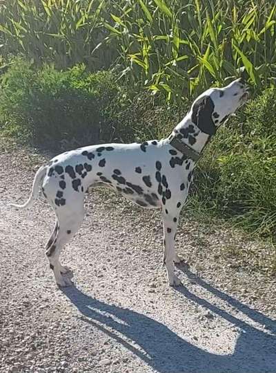 52. Collagenchallenge: Dein Hund im Sonnenschein-Beitrag-Bild