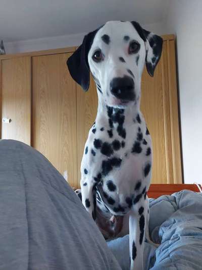 Fotos &Collagen: Beobachtungsposten-Beitrag-Bild