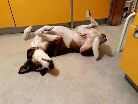 Fotosammlung: ,,Der natürliche Hund" Unbearbeitet, ungestellt und in Natura-Beitrag-Bild