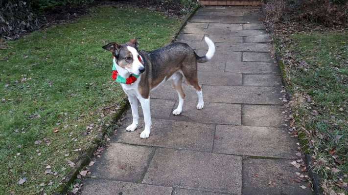 Schäferhund-Beitrag-Bild