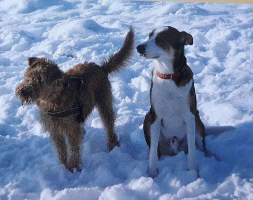 24. Collage-Challenge  *Hund im Schnee*-Beitrag-Bild