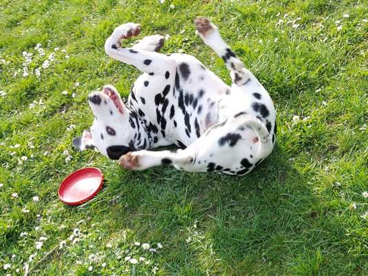 Fotosammlung: ,,Der natürliche Hund" Unbearbeitet, ungestellt und in Natura-Beitrag-Bild