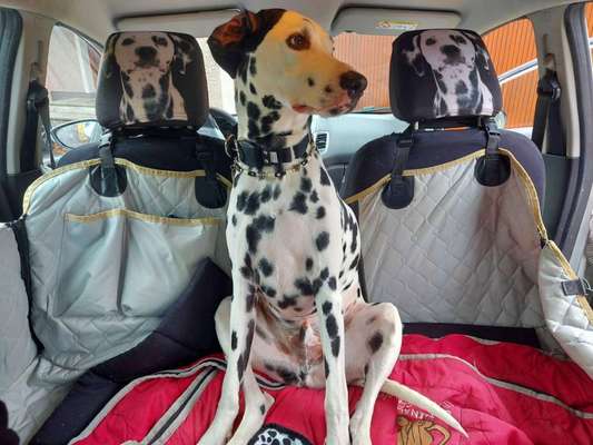 Vom Welpen zum Hund-Beitrag-Bild