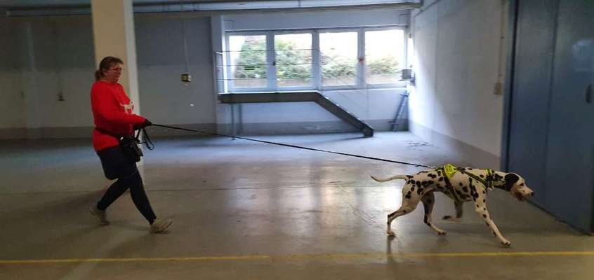 Hundesport?-Beitrag-Bild