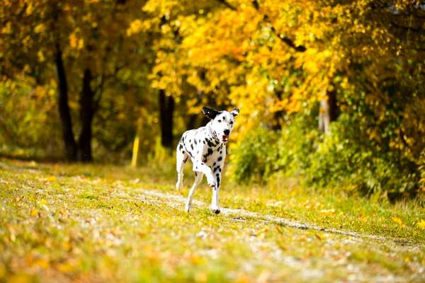 Dogorama Photo Challenge - Licht-Beitrag-Bild