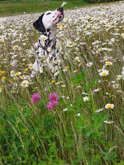 Dogorama Photo Challenge- Der Nase nach-Beitrag-Bild