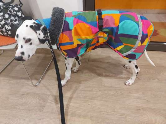 Hundemantel-Beitrag-Bild