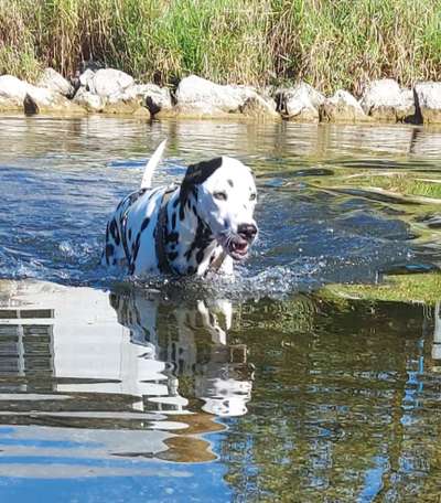 Fotosammlung: ,,Der natürliche Hund" Unbearbeitet, ungestellt und in Natura-Beitrag-Bild