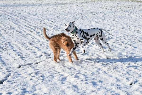 Fotosammlung: ,,Der natürliche Hund" Unbearbeitet, ungestellt und in Natura-Beitrag-Bild