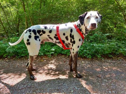 12. Farben Foto Challenge --- Braun-Beitrag-Bild