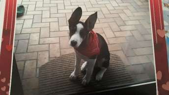 Vom Welpen zum Hund-Beitrag-Bild