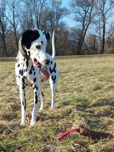 Wie heißt dein Hund?-Beitrag-Bild