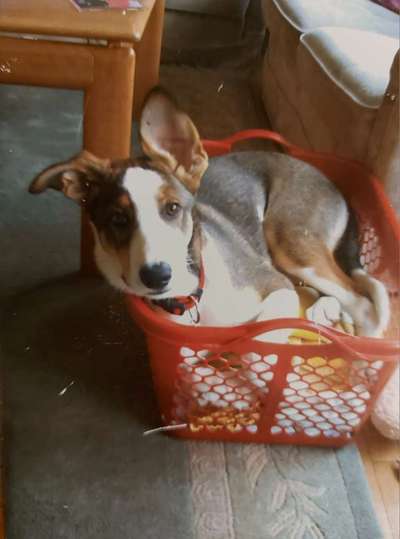 Lustigsten Bilder-Beitrag-Bild