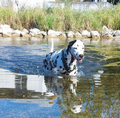 Dogorama Photo Challenge - Wasserspiele-Beitrag-Bild