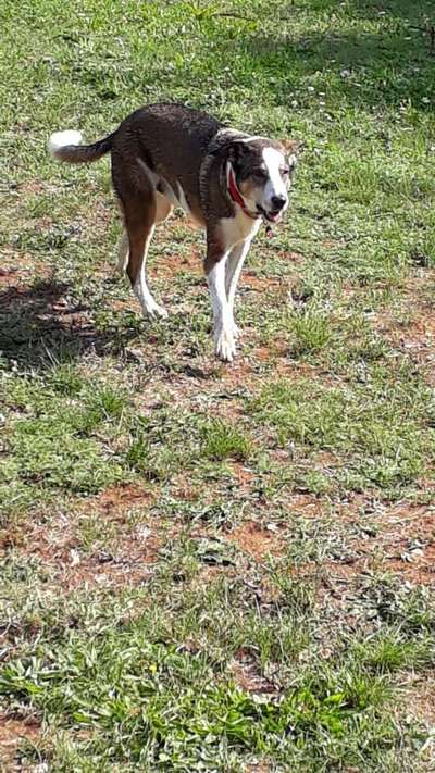 Wie heißt dein Hund?-Beitrag-Bild