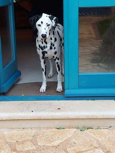 Fotos &Collagen: Beobachtungsposten-Beitrag-Bild