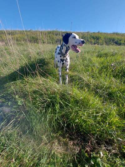 52. Collagenchallenge: Dein Hund im Sonnenschein-Beitrag-Bild