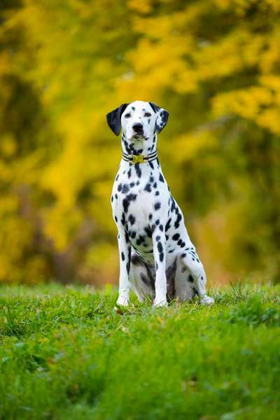 Reinrassige Hunde?-Beitrag-Bild