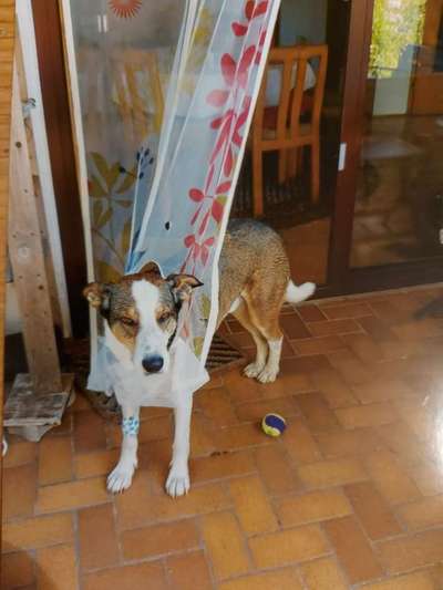 34. Collagen Challenge: "Crazy dogs"-Beitrag-Bild