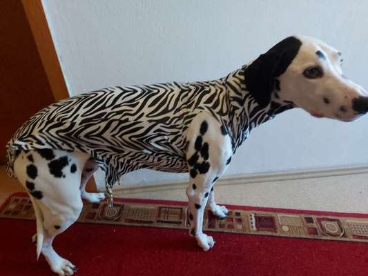 Body nach Kastration-Beitrag-Bild