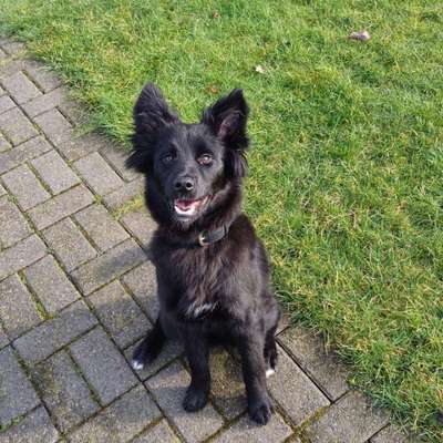 Hundetreffen-Treffen zum Spielen oder Gassi gehen-Bild
