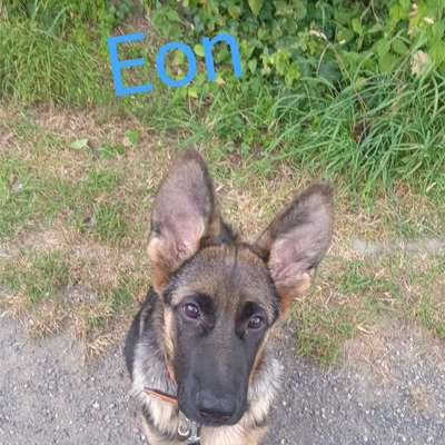 Hundetreffen-Welpentreffen Kreis Kleve-Profilbild