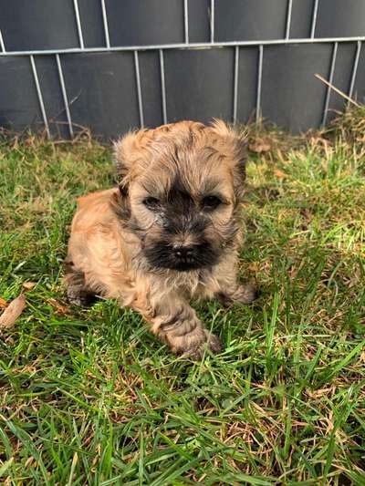 Welpen Bilder !-Beitrag-Bild