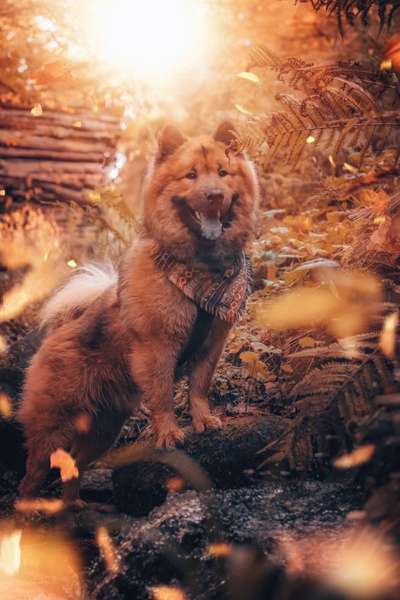 Fotochallenge Nr 55  -  Hund im November--Beitrag-Bild