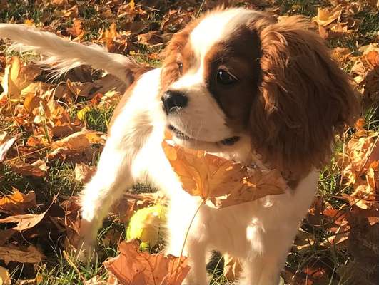 Fotochallange Nr. 57     PORTRÄT.   Beendet!!!!!!!!-Beitrag-Bild