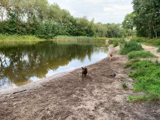 Hundetreffen-Toberunden Hundeauslauf Hammah-Bild