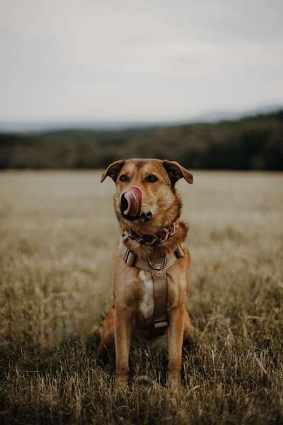 Hundetreffen-Üben von kontrollierten Hundebegegnungen-Bild