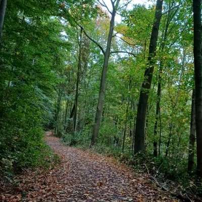 Hundetreffen-Hunderunde in Neukirchen-Vluyn und Umgebung-Bild